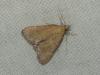 Hypsopygia incarnatalis